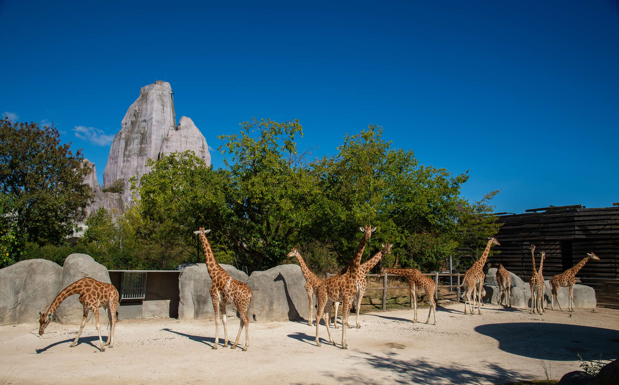 Sorties scolaire au parc zoologique de Paris